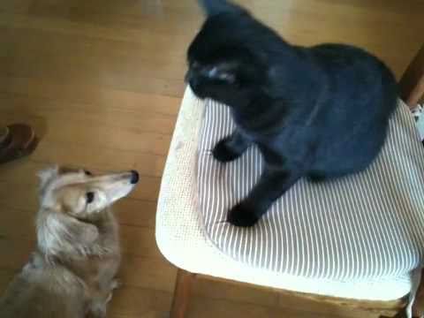 黒猫ボンベイ 20100918
