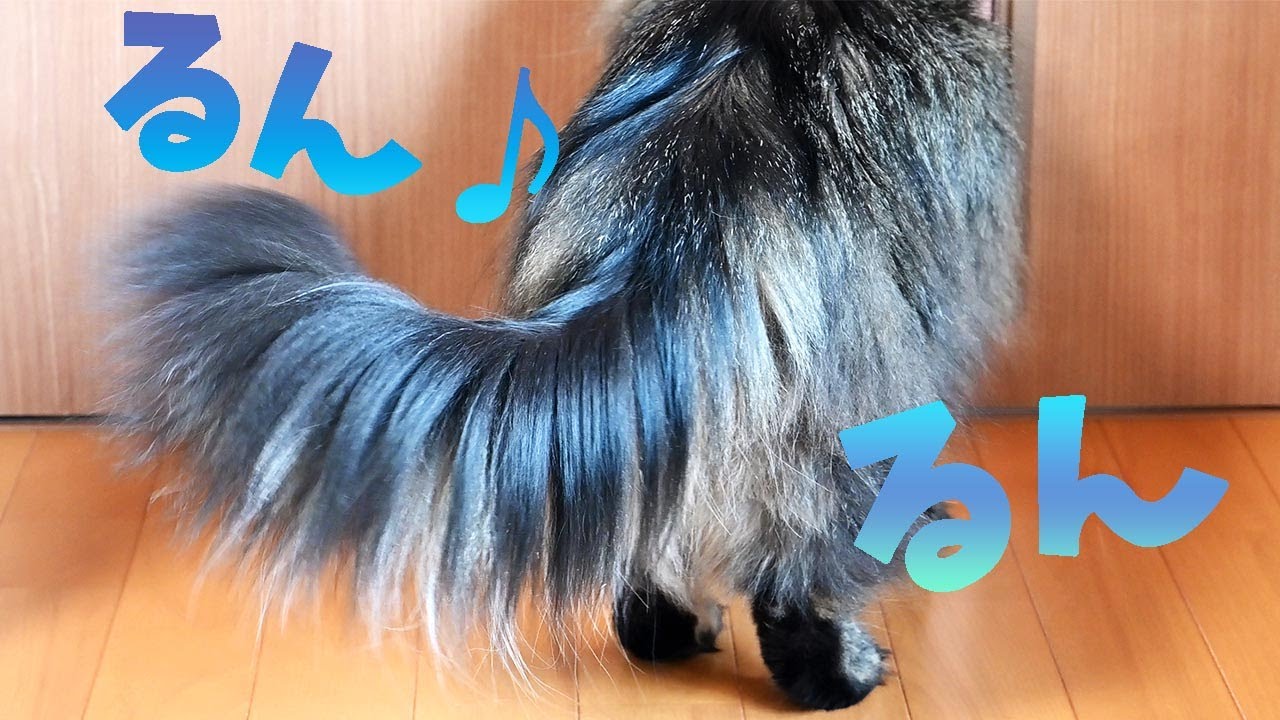 クルクル回る、見ているこっちが楽しいメインクーンの尻尾。何が起きているか分からなくて困惑しているサイベリアン