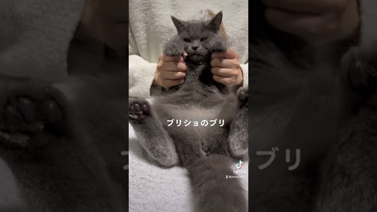 xoxo　#short #ブリティッシュショートヘア #猫