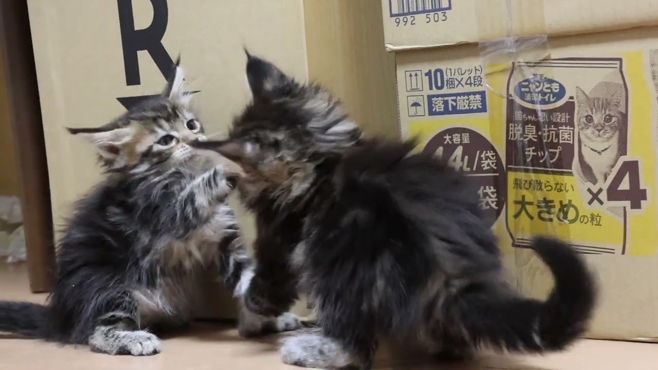 メインクーン子猫ブラウンの浩太君