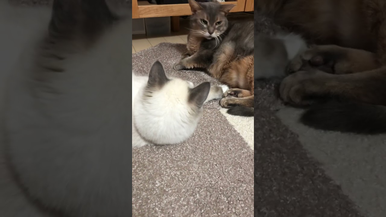 かまってほしい！ #shorts #猫動画 #アビシニアン #サイベリアン #cat #まな猫