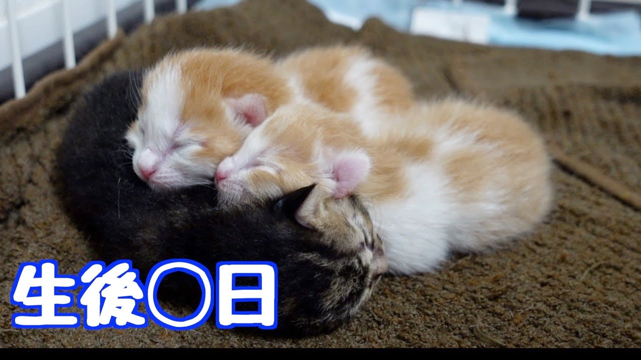 真夏日に生後間もない子猫を保護しました。