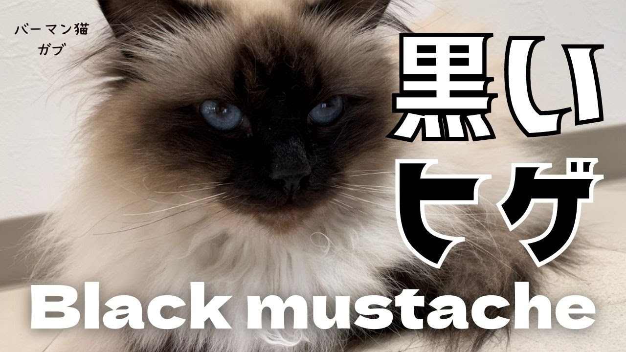 前と違う色やニャ【黒いヒゲ】Black mustachehere（バーマン猫）Birman/Cat
