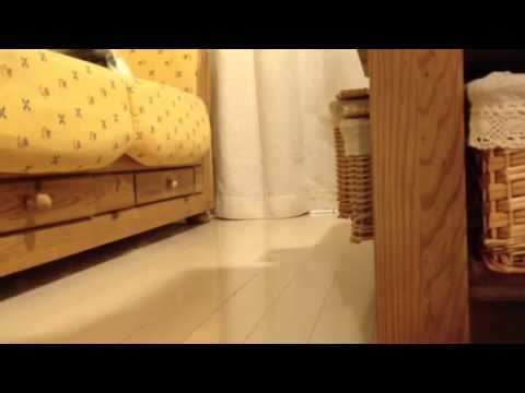 サンマだニョロ。