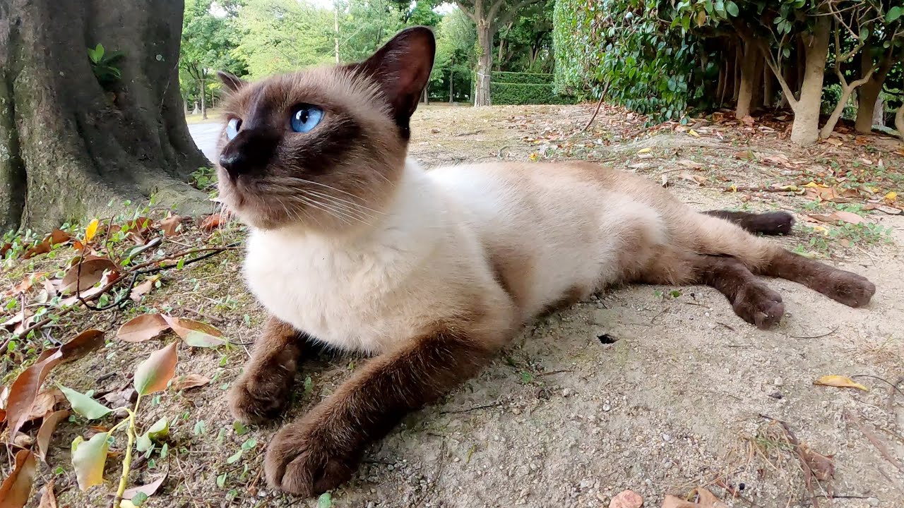 ブルーの瞳のシャム猫が地面にペタンとなって脱力する