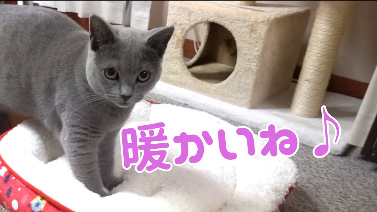 寒くなったので冬用ベッドを用意したらシャルトリューの猫がやってくれました