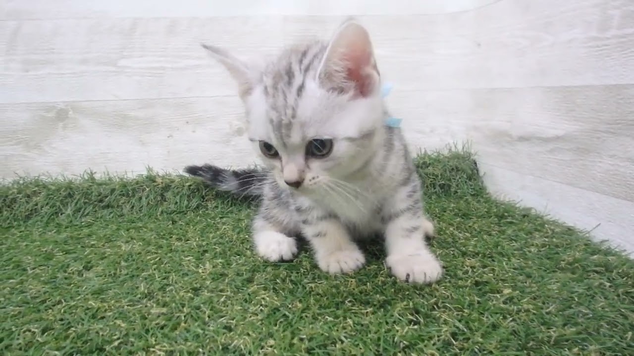 Coo&RIKU　No00585213 アメリカンショートヘアー