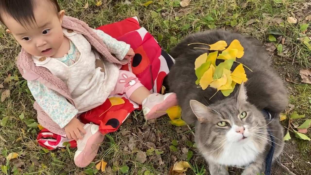 紅葉を見に行ったら木登りし始めた猫　ノルウェージャンフォレストキャットA cat climbing a tree. Norwegian Forest Cat.