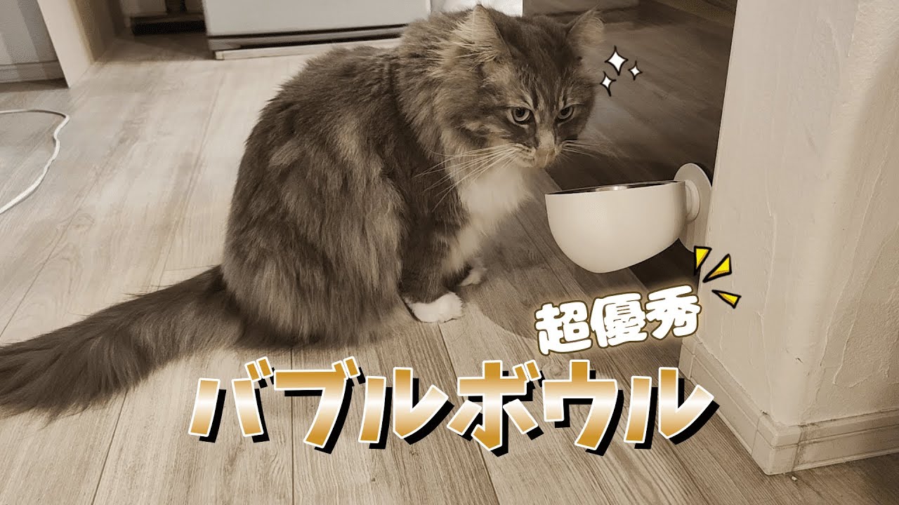 機能性抜群なご飯皿に変えたら猫の食べっぷりが…！！【サイベリアンのラフィ#243】