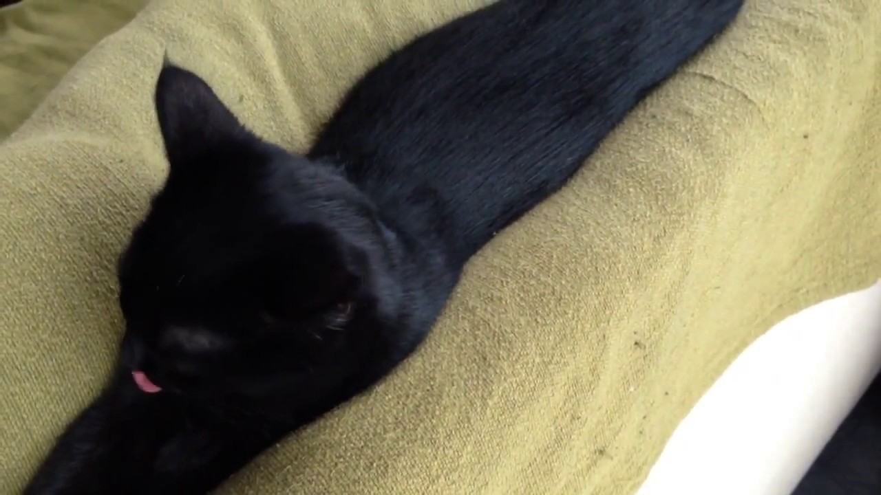 黒猫ボンベイ赤ちゃん。ブラッシング寅次郎〜☆ Black bombay cat（黒のボンベイ猫）