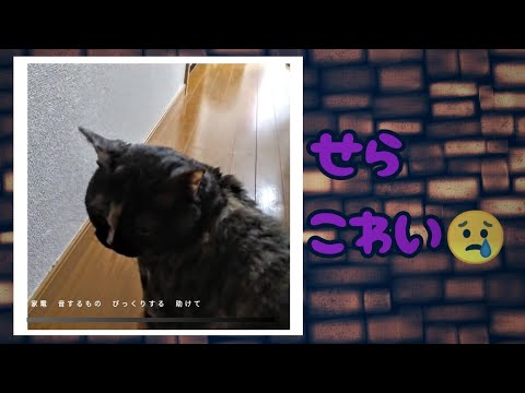 【セルカークレックス】初めての〇〇が怖いせらちゃん👻【せらのりたま】