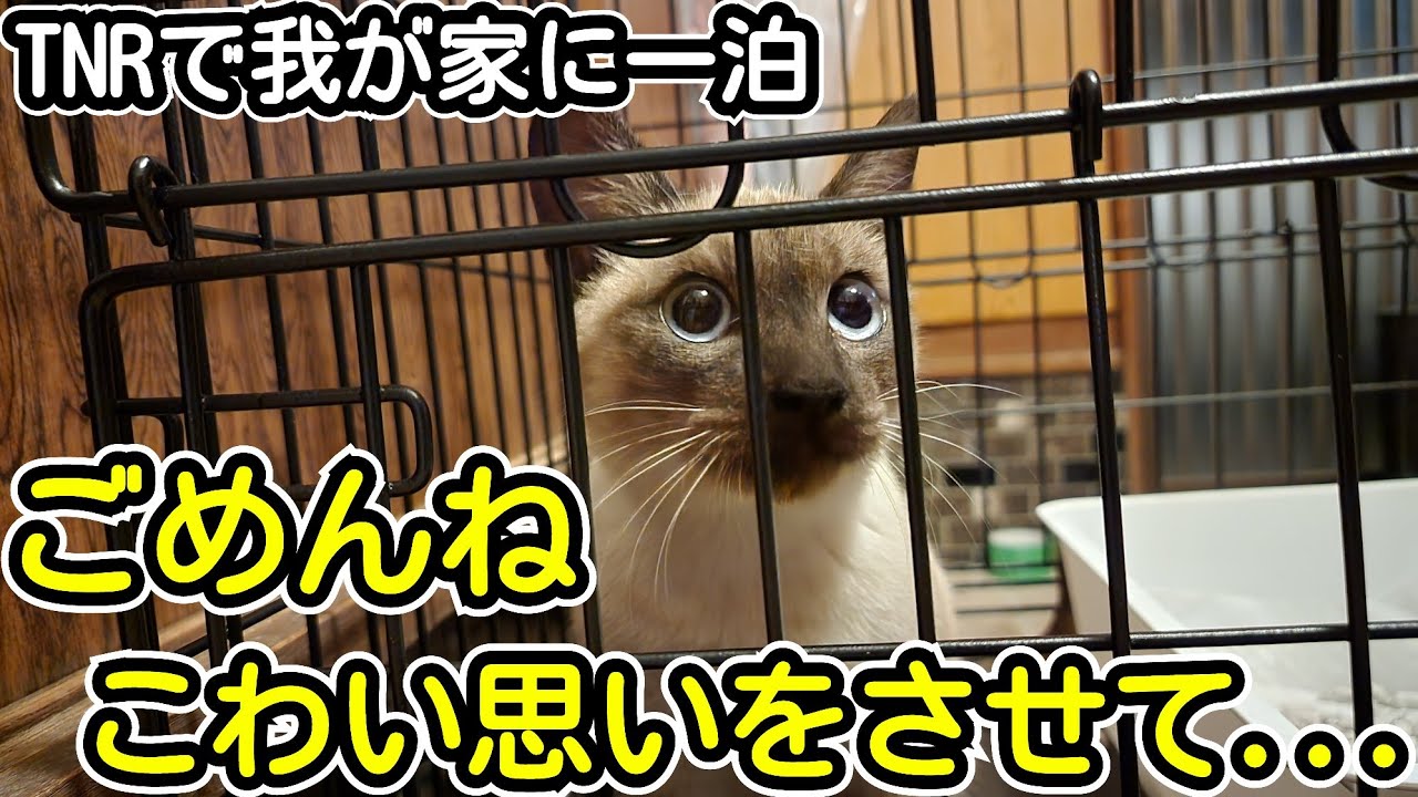 シャムちゃんTNRでハウス宿泊 / 黒猫親子のお母さん保護