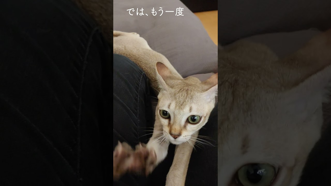 【恐怖】隣でくつろぐ可愛い子猫がこうなります！#シンガプーラ#子猫#shorts