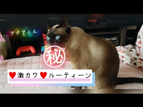 トンキニーズ アクアくんの㊙激カワルーティーン♥