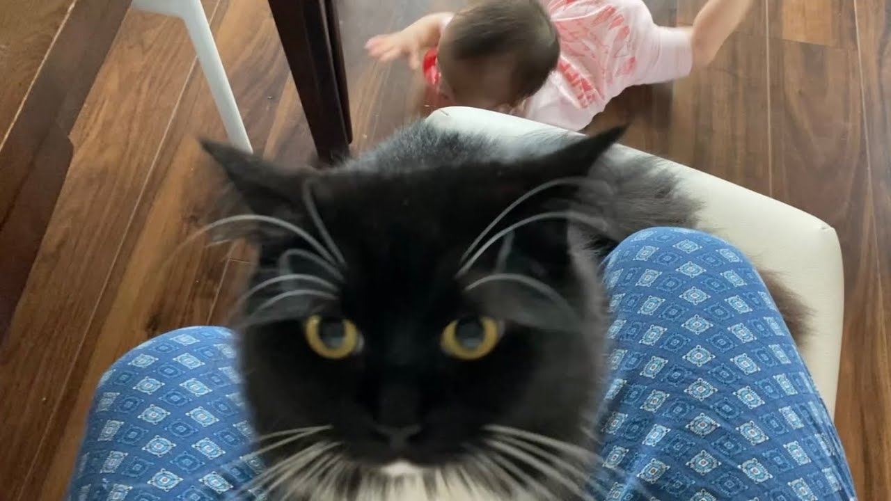 オモチャ箱に入る猫　ラガマフィンA cat in a toy box. Ragamuffin.