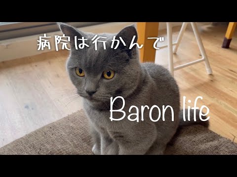一歳ブリショーの定期通院前の駄々っ子😾体重3.7キロ、順調です🤗診察中動画はなしです【ブリティッシュショートヘアー】