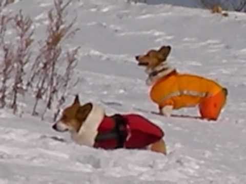 ワンコとスノーシュー♪   (4)    　　 コーギーCorgi