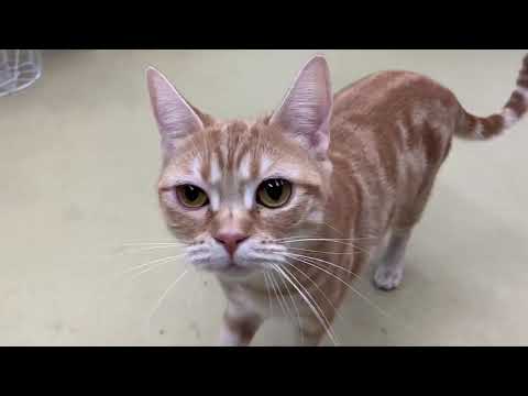 540452　アメリカンショートヘアー