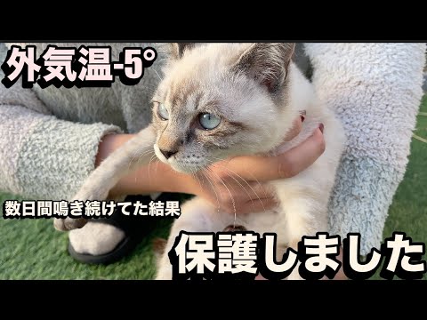 【保護】凍えていた子猫を保護しました