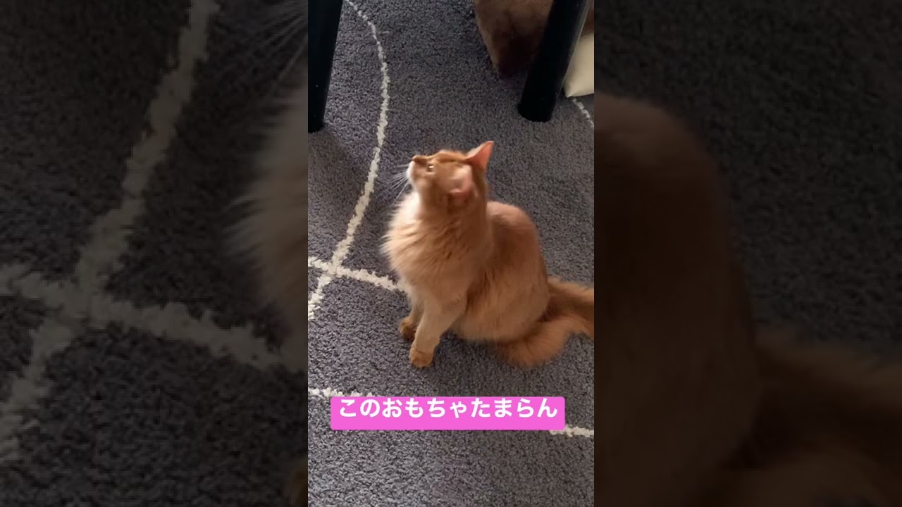 猫じゃらしとソマリ