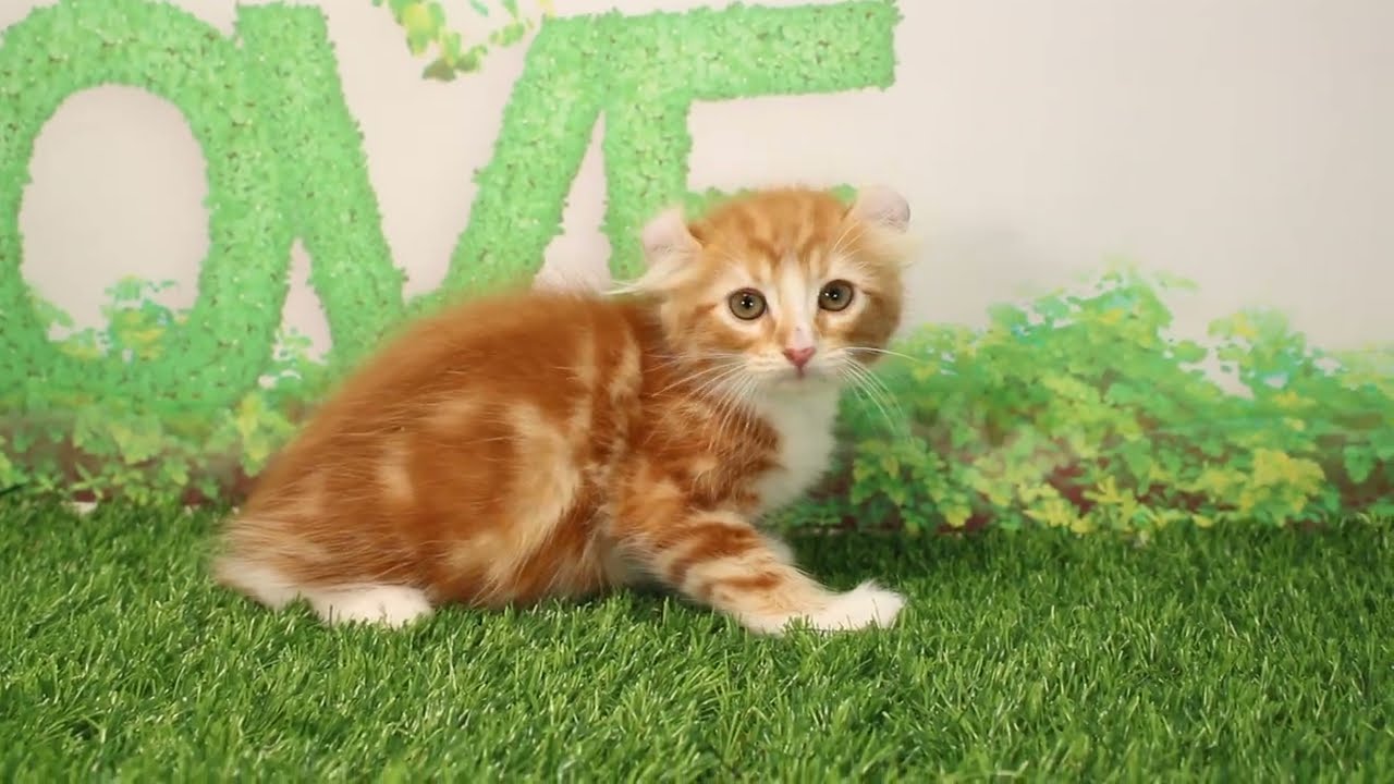 Coo&RIKU　No586808　アメリカンカール