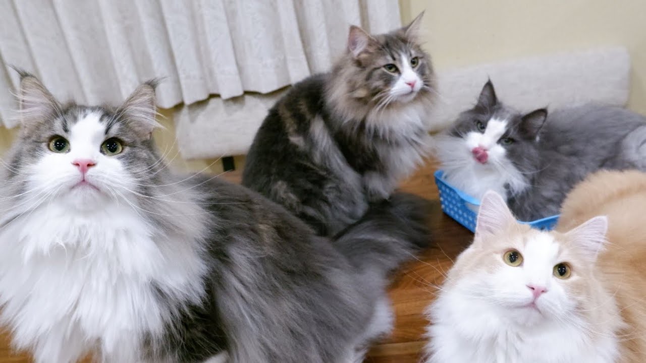 【喋る猫】4匹のノルウェージャンフォレストキャットのほっこり日常❤️