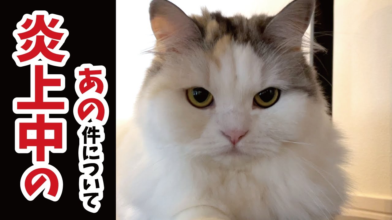 【拡散希望】炎上中の「ねこホーダイ」について