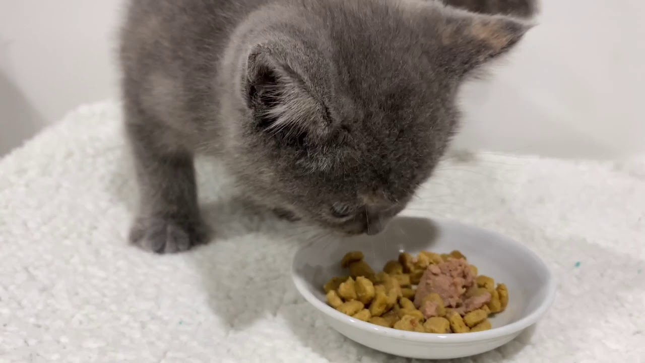 【ブリティッシュショートヘア】生後２ヶ月　ブルー&クリーム　子猫
