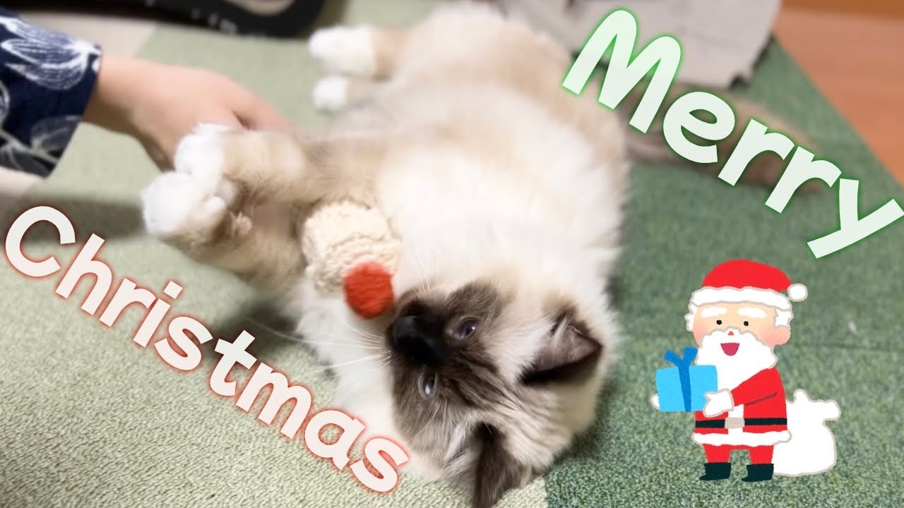 愛猫にクリスマスプレゼントあげてみた【バーマン】