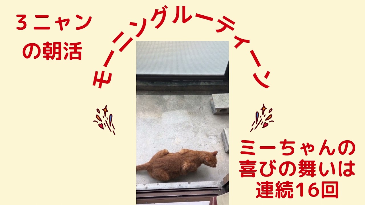 【日本猫の３ニャン】モーニングルーティーンとミーちゃんの喜びの舞。