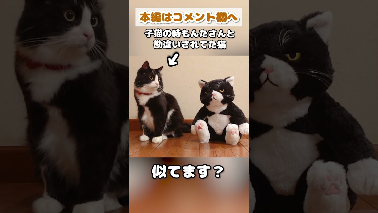 子猫の時に勘違いされていたあの"もんたさん"と対面した時の反応www #shorts @montanonichijo