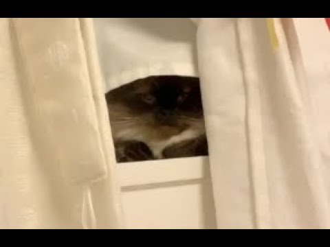 人間を見下ろす猫　ヒマラヤン