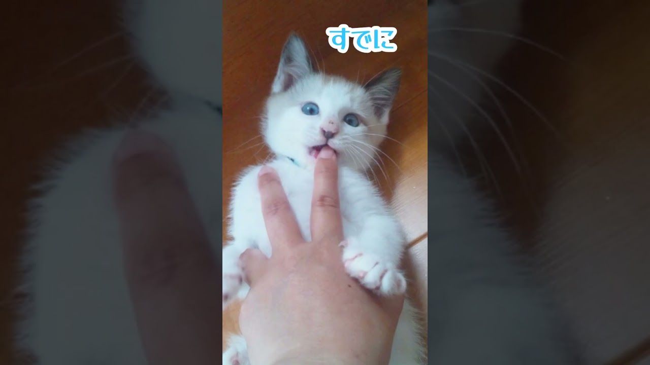 天ちゃんは子猫の頃から手足が大きい!! #こねこ #シャム猫 #shorts