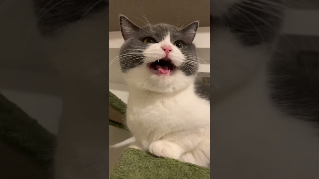 #shorts にゃあ🐯#ブリティッシュショートヘアー #britishshorthair #現場猫 #ハチワレ #猫 #cat #愛猫