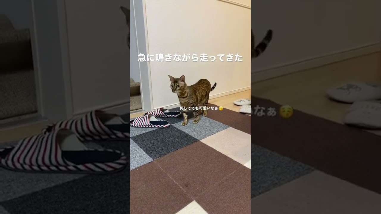 不安そうに走ってきた　#こむぎ #ベンガル #ベンガル猫