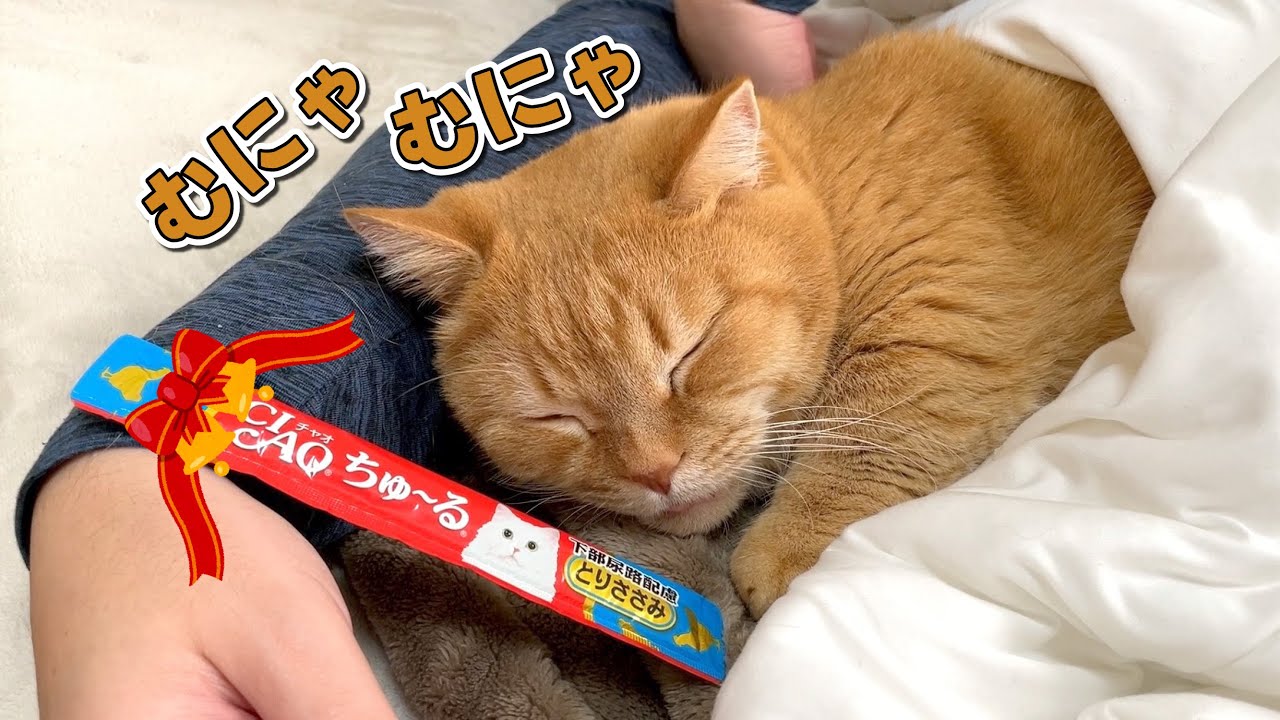 寝ている愛猫の枕元にちゅーるを置いてみた反応が可愛すぎた！