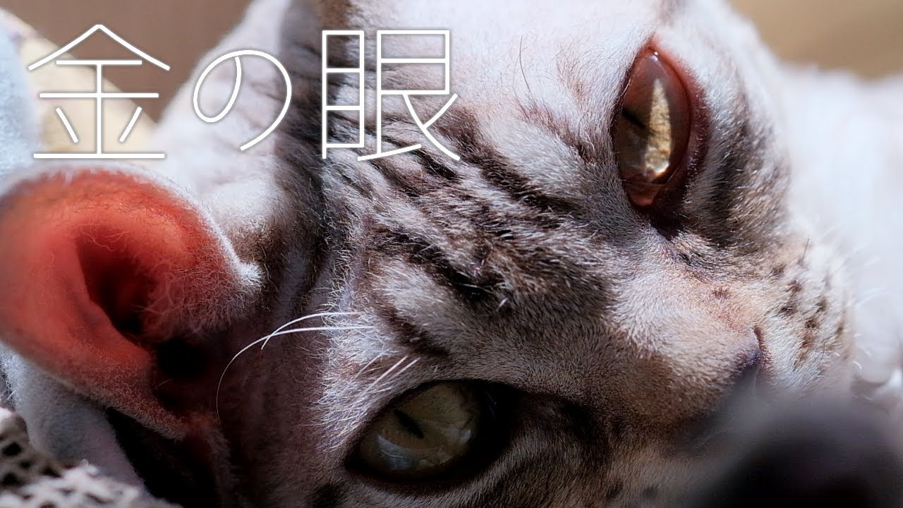 子猫の金の眼／デボンレックス