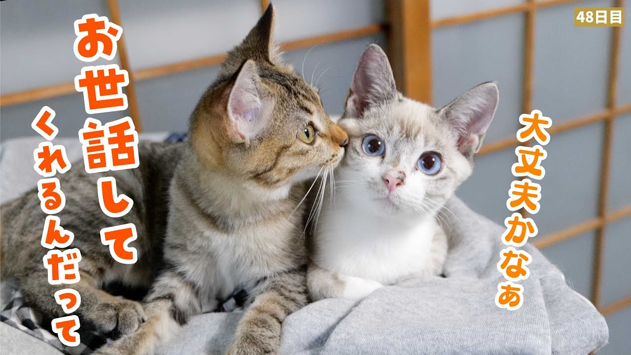【子猫のお留守番】飼い主の友人が子猫のお世話をしてみた結果…