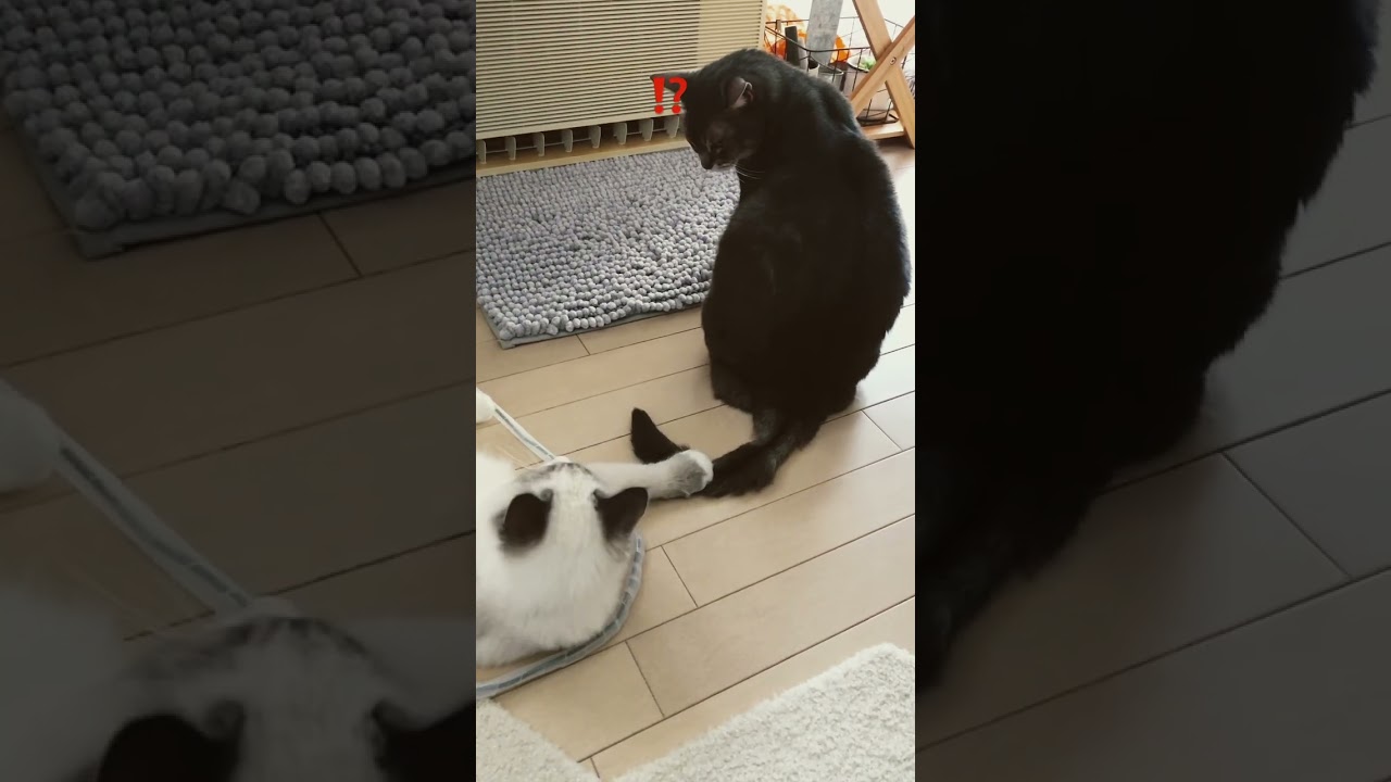 じゃれる猫 #shorts #猫動画 #アビシニアン #サイベリアン #cat #まな猫