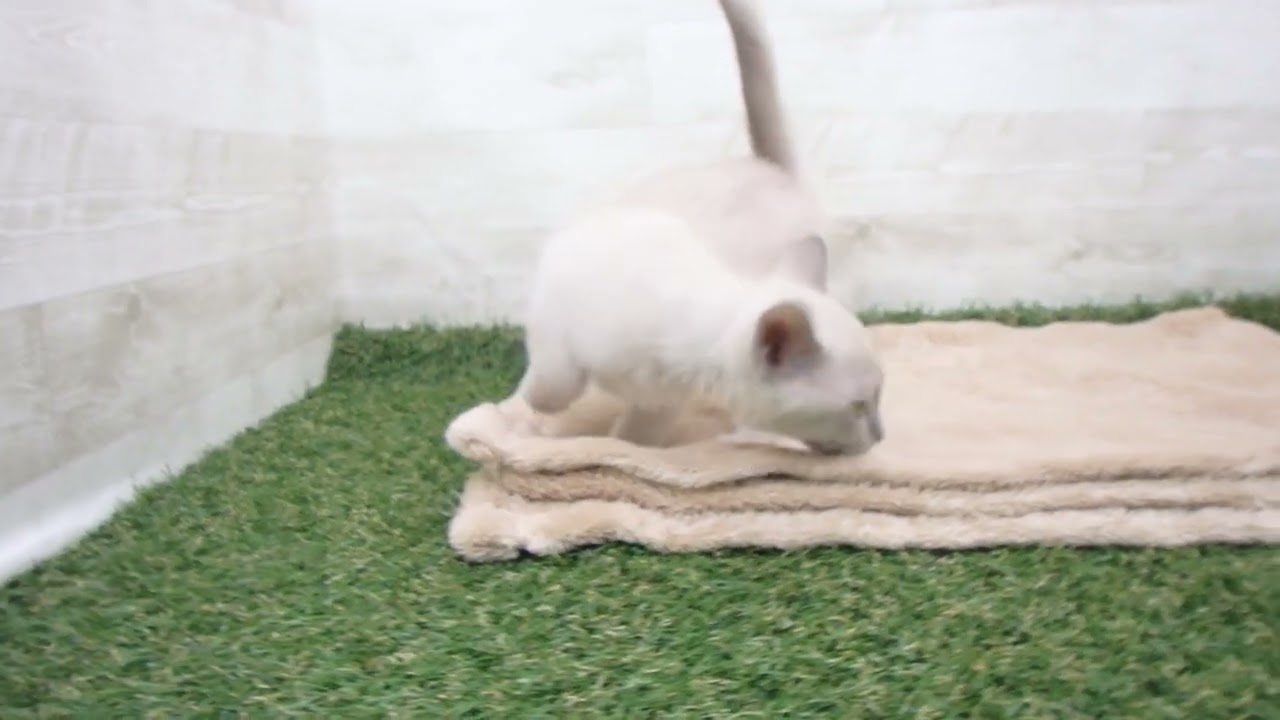 Coo&RIKU　No00573466 トンキニーズ