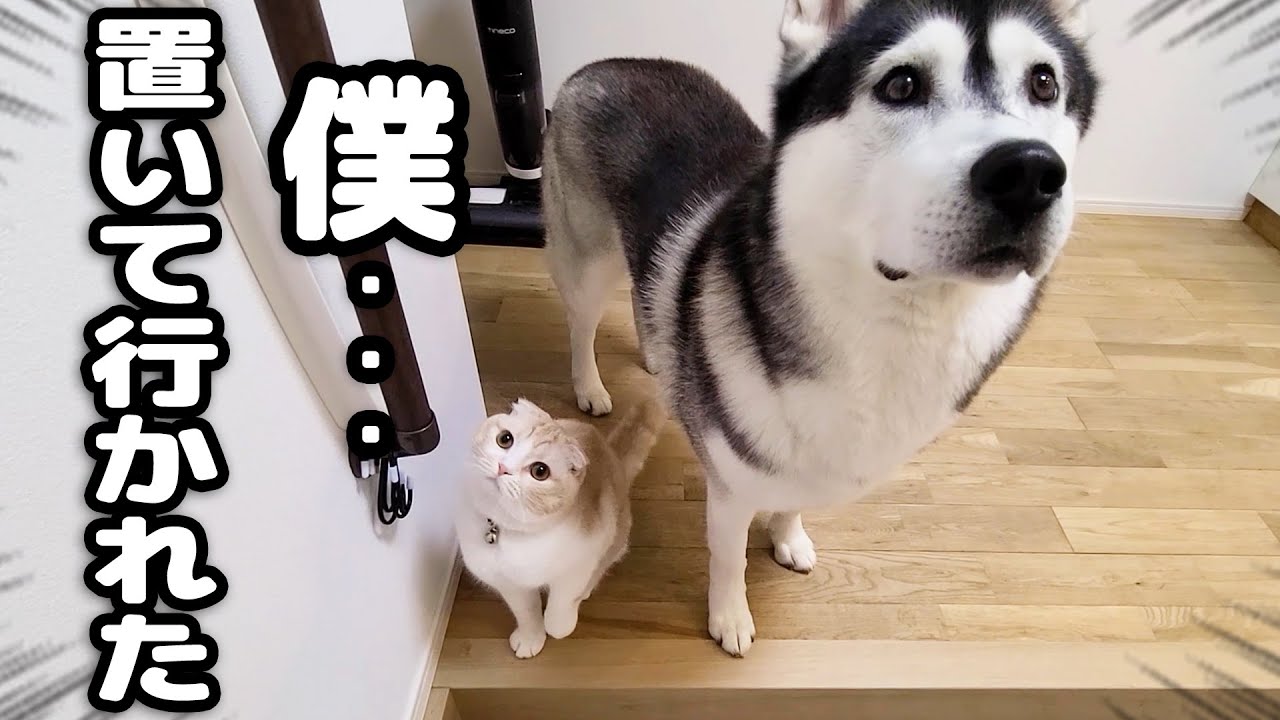 帰宅が遅くなり寂しがり屋の子猫と犬が玄関でこうなってました…