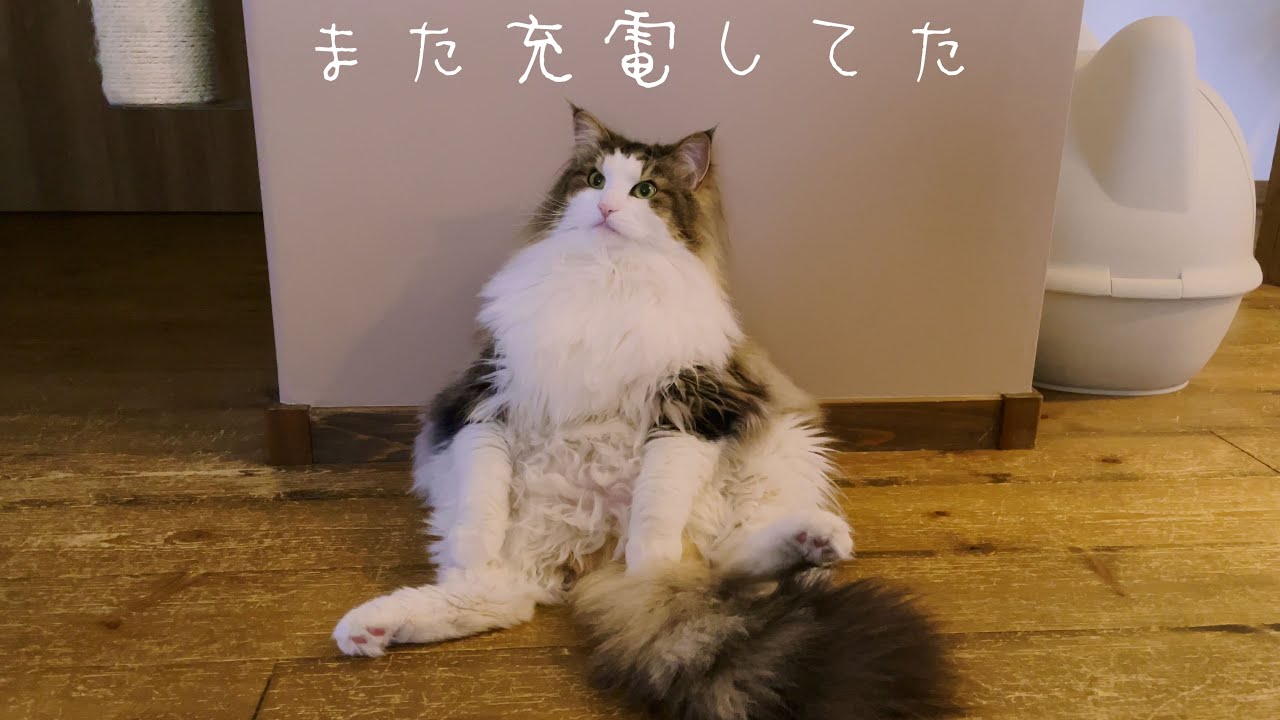 ノエルが［ノルウェージャンフォレストキャットNorwegian Forest Cat］