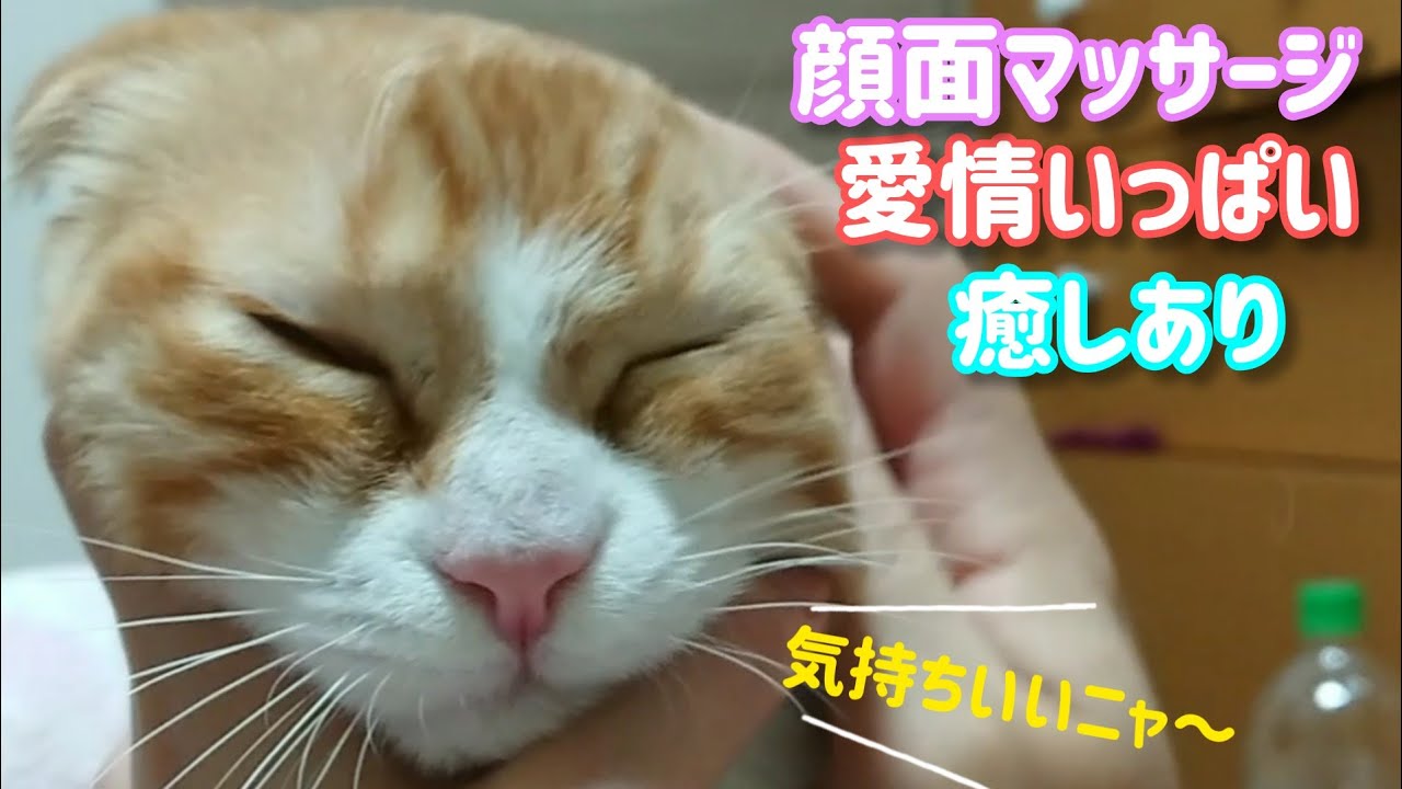 ねこの顔面マッサージ【スコティッシュフォールド】Cat facial massage