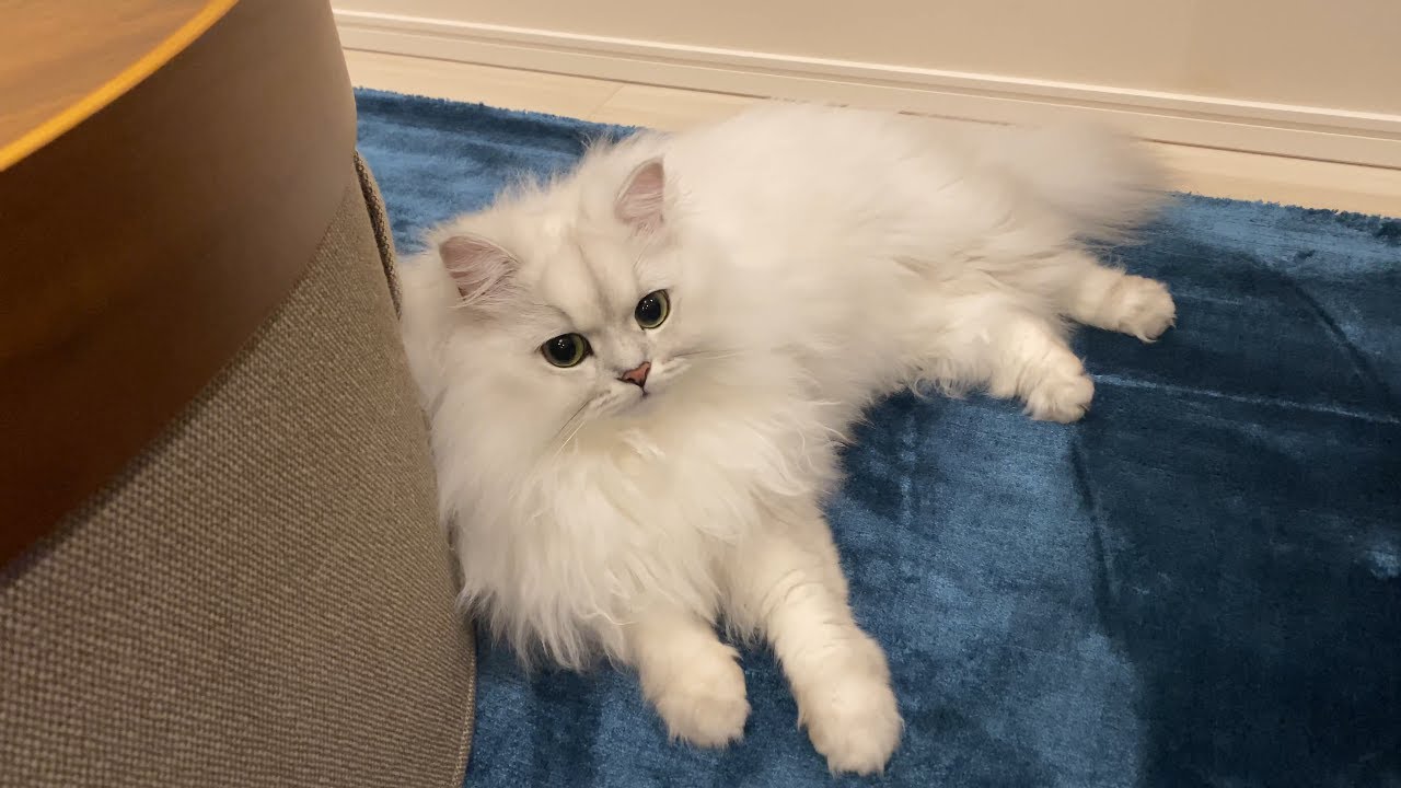 愛猫に新しいお友達ができました