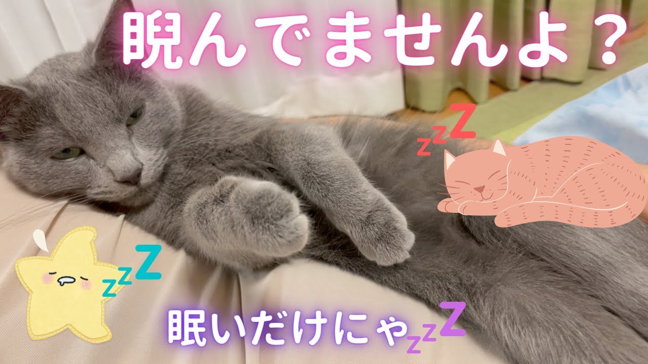 眠くなると目つきが悪くなる猫（ロシアンブルー）