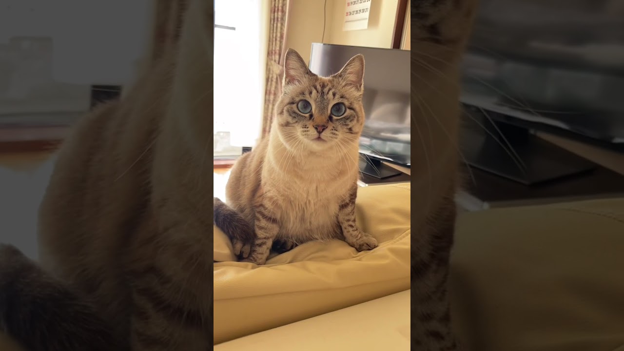 love cat shami かわいいシャム猫💓#shorts