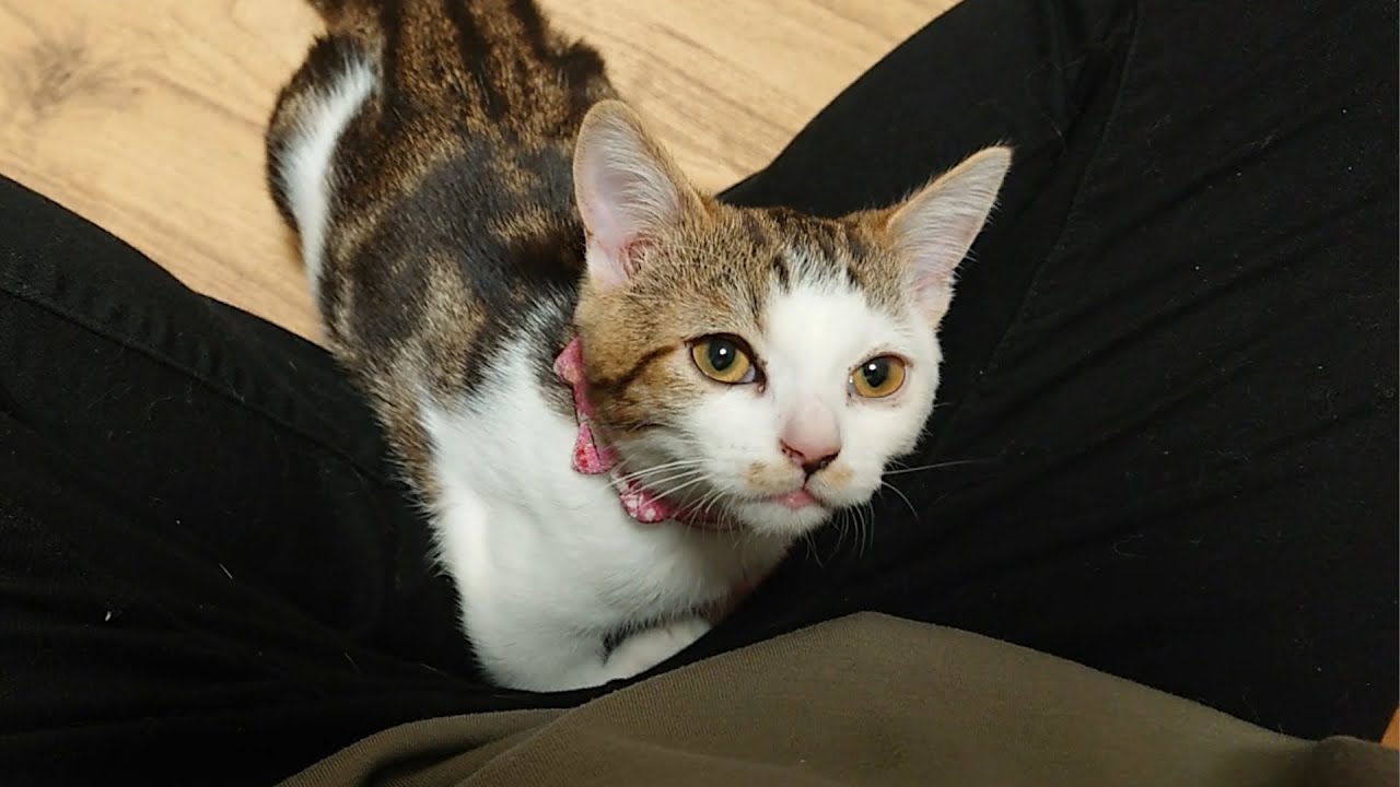 撫でないとキレる子猫の「撫でてアピール」を無視したらやっぱりキレちゃった…
