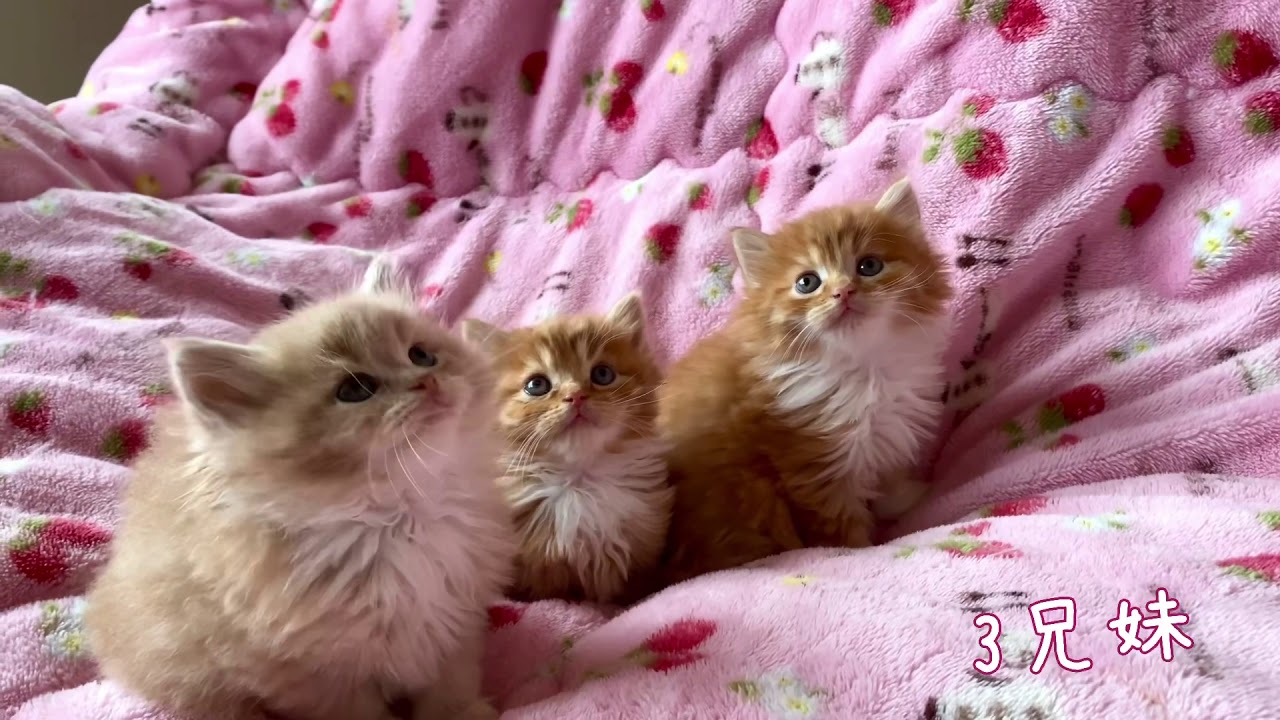 【ナナハチ’s ROOM】長足マンチカン☆ロングヘア　クリームタビー＆ホワイトの男の子　20210223