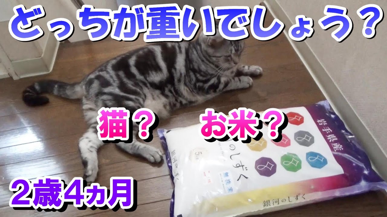 猫かお米どっちが重い？銀河のしずくおいしい　２歳４か月の体重（アメリカンショートヘア）