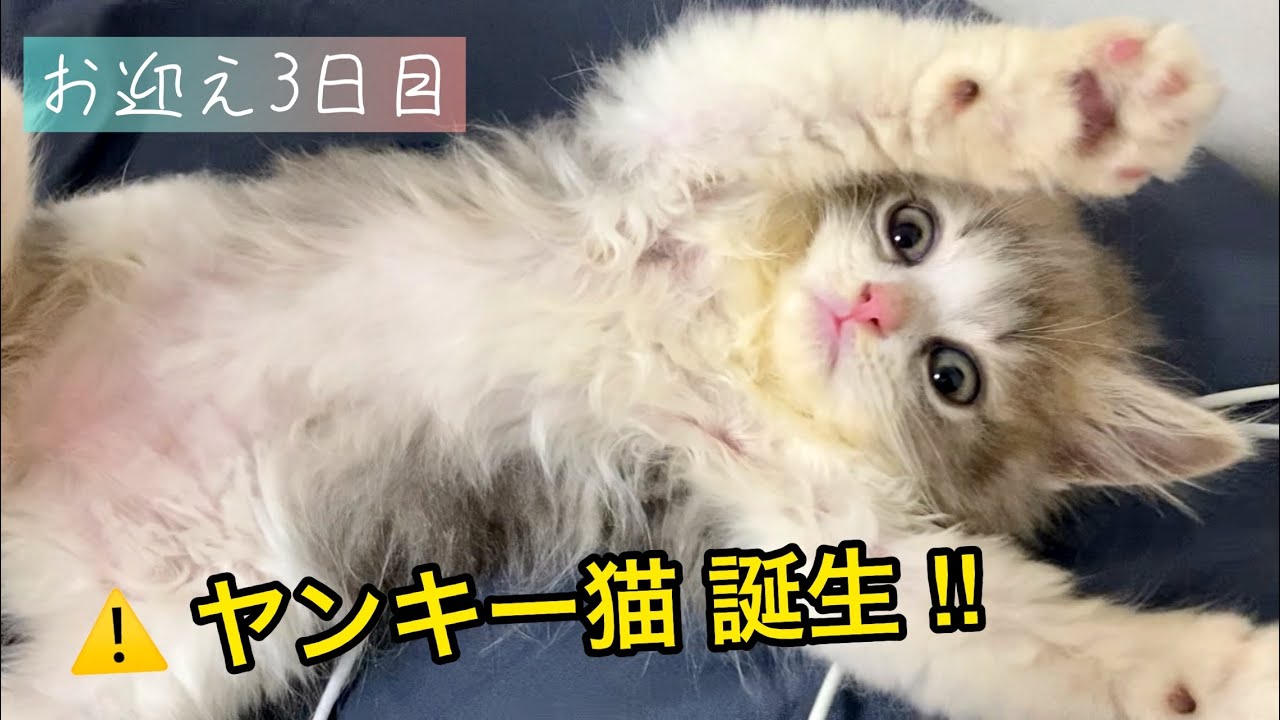 【生後２ヶ月】お迎え３日〜４日目。スコティッシュフォールドの子猫を撫でてみたら・・・？？
